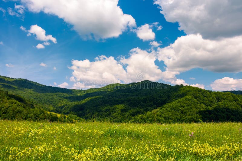 Grassy fields with wild herbs in mountains