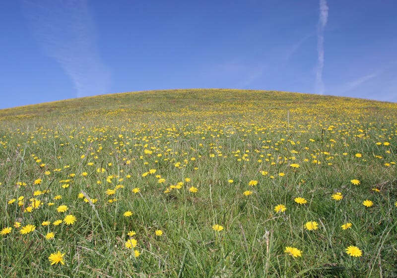 Grassy Hill Dandelion Field stock photography
