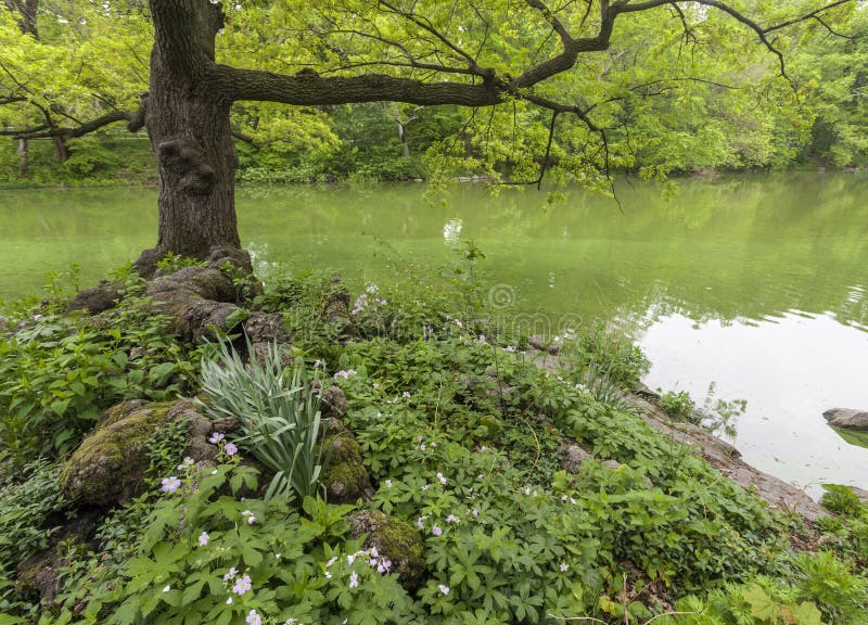 Grassy knoll on lake in Central Oark