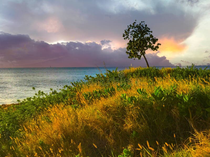 Grassy-knop med ensamträd på regnmoln på stranden arkivbild