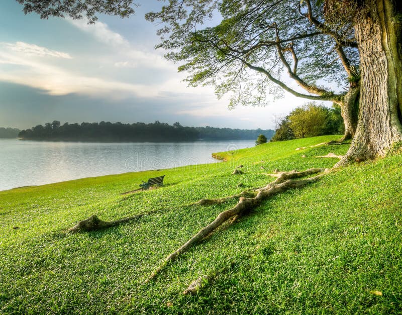 Grassy lakeshore under large trees