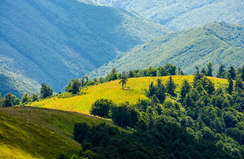 Grassy Meadow on Mountain in Summer Stock Image - Image of field ...