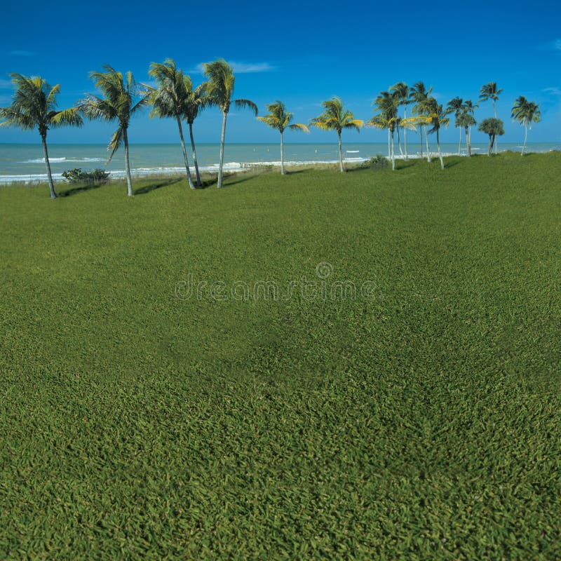 Grassy ocean view