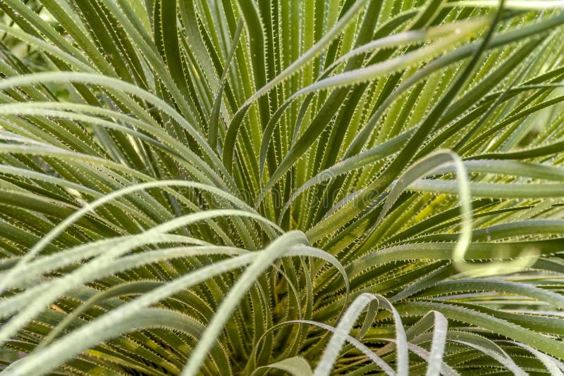 Grassy plant arrangement stock photo. Image of flora 130778642