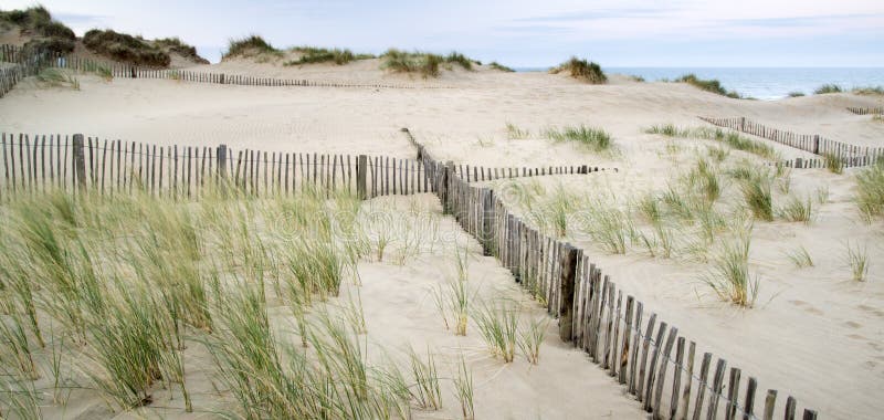 Grassy sand dunes landscape at sunrise