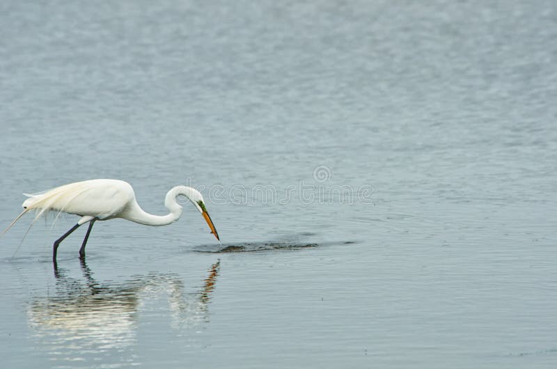 Grat Egret with its catch stock photos