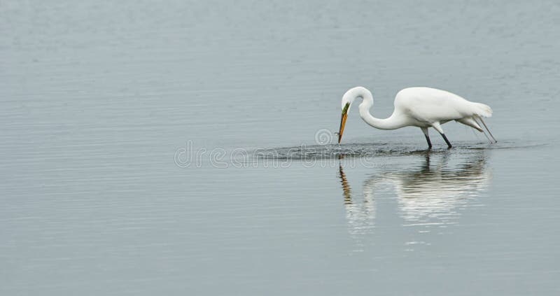 Grat Egret with its catch stock photos