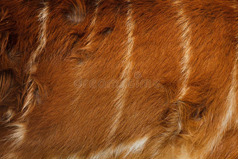 Gratus spekii Tragelaphus sitatunga леса стоковое изображение Gratus spekii Tragelaphus sitatunga леса стоковое изображение