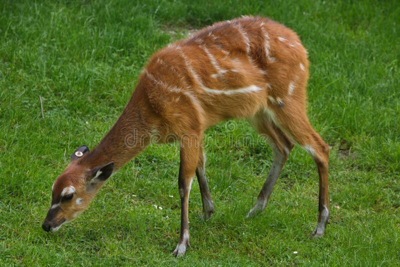 Gratus spekii Tragelaphus sitatunga леса стоковое фото rf Gratus spekii Tragelaphus sitatunga леса стоковое фото rf
