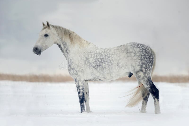 Grau dapple Orlow-Huf, der volles Standporträt kastriert lizenzfreie stockfotos Grau dapple Orlow-Huf, der volles Standporträt kastriert lizenzfreie stockfotos
