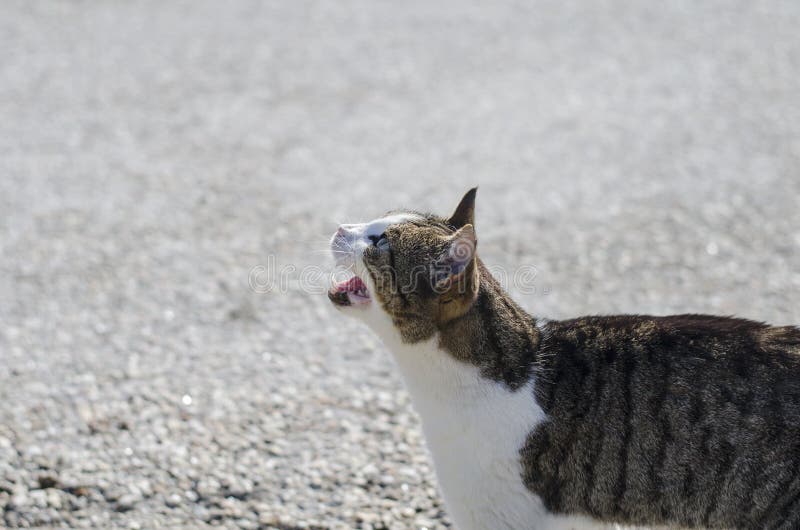 Grau-gelb-weiße obdachlose hungrige Katze bittet um Nahrung Mehrfarbige Augen, ein gelbes, zweites Blaues lizenzfreies stockfoto Grau-gelb-weiße obdachlose hungrige Katze bittet um Nahrung Mehrfarbige Augen, ein gelbes, zweites Blaues lizenzfreies stockfoto