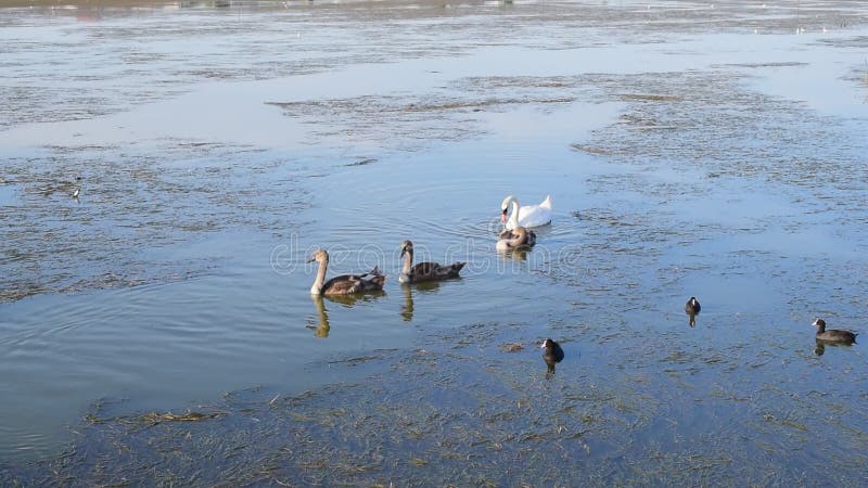 Schwarzer Schwan Und Cygnets Stock Video - Video von leute, hintergrund