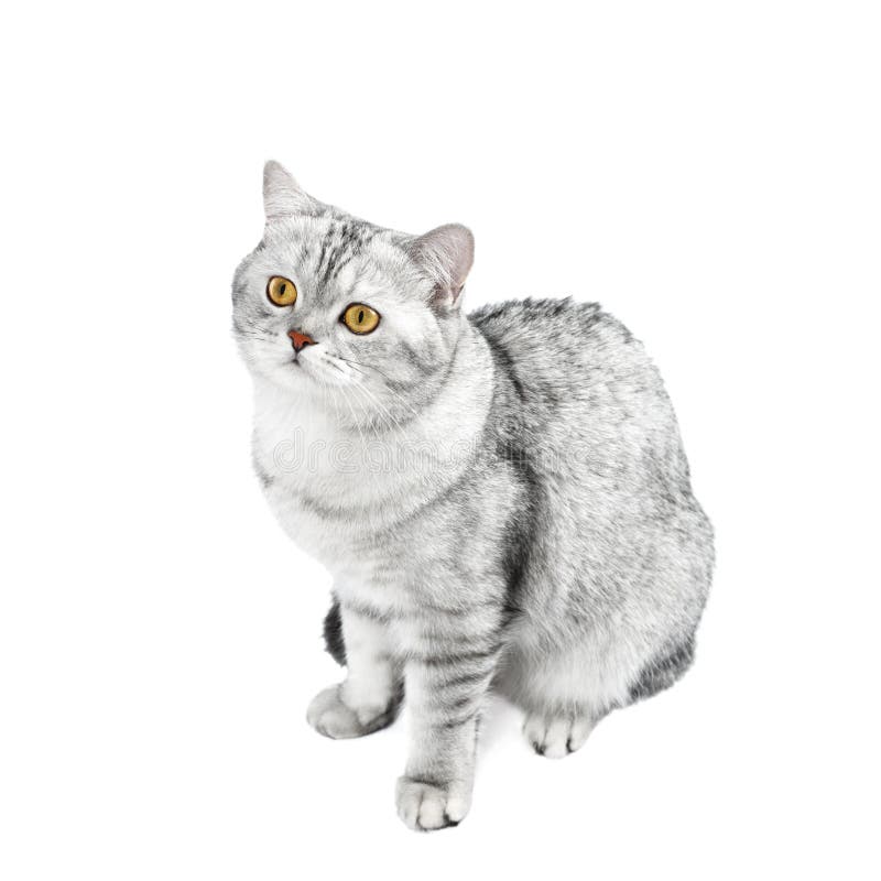 Graue Gestreifte Chinchilla Der Britisch Kurzhaar Katze Lokalisiert Auf Weiss Stockfoto Bild Von Nett Lustig 109132596