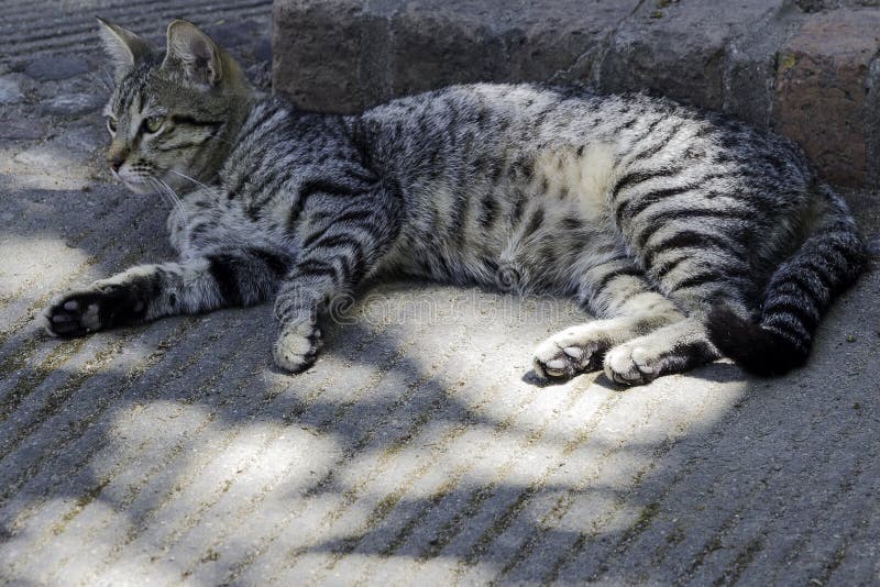 Graue Katze der getigerten Katze, die in der Sonne sich entspannt stockfotos Graue Katze der getigerten Katze, die in der Sonne sich entspannt stockfotos
