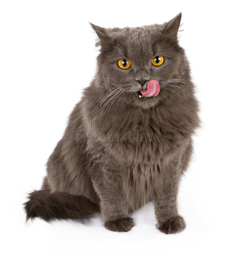 Graue Katze mit der Zunge heraus getrennt auf Weiß stockfotografie Graue Katze mit der Zunge heraus getrennt auf Weiß stockfotografie