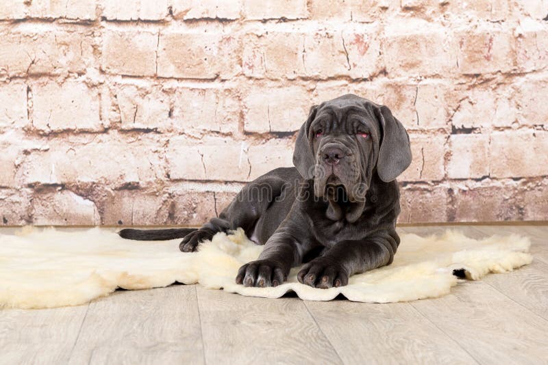 Graue, Schwarze Und Braune Welpen Züchten Neapolitana Mastino