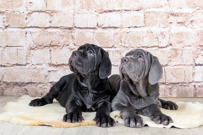 Graue, Schwarze Und Braune Welpen Züchten Neapolitana Mastino