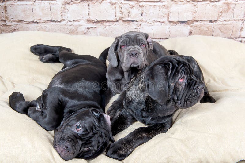 Graue, Schwarze Und Braune Welpen Züchten Neapolitana Mastino