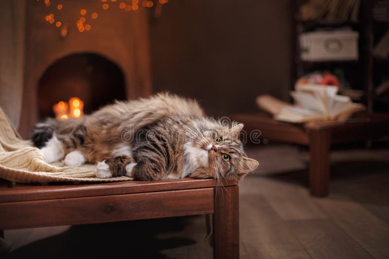 Graue und schwarze Tabby Cat Relaxing lizenzfreies stockbild Graue und schwarze Tabby Cat Relaxing lizenzfreies stockbild