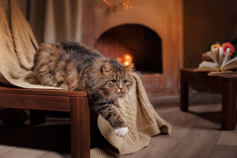 Graue und schwarze Tabby Cat Relaxing lizenzfreies stockbild Graue und schwarze Tabby Cat Relaxing lizenzfreies stockbild