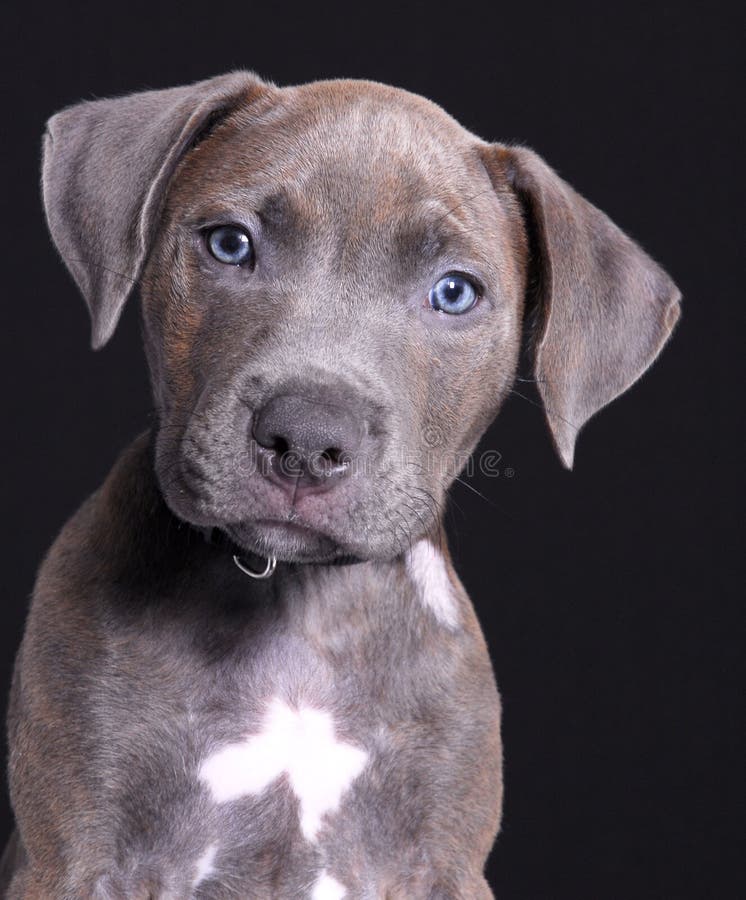 Grauer Hund stockfoto. Bild von entzückend, nett, schön 7996794