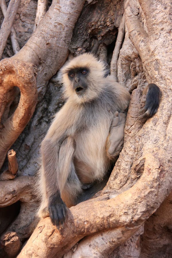 Grauer Langur (Semnopithecus-dussumieri) sitzend in einem großen Baum, Ra stockbild Grauer Langur (Semnopithecus-dussumieri) sitzend in einem großen Baum, Ra stockbild