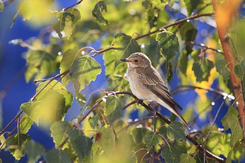 grauer Vogel, der unter dem goldenen Herbstlaub der Birke auf blauem Himmel des Hintergrundes sitzt lizenzfreies stockbild grauer Vogel, der unter dem goldenen Herbstlaub der Birke auf blauem Himmel des Hintergrundes sitzt lizenzfreies stockbild