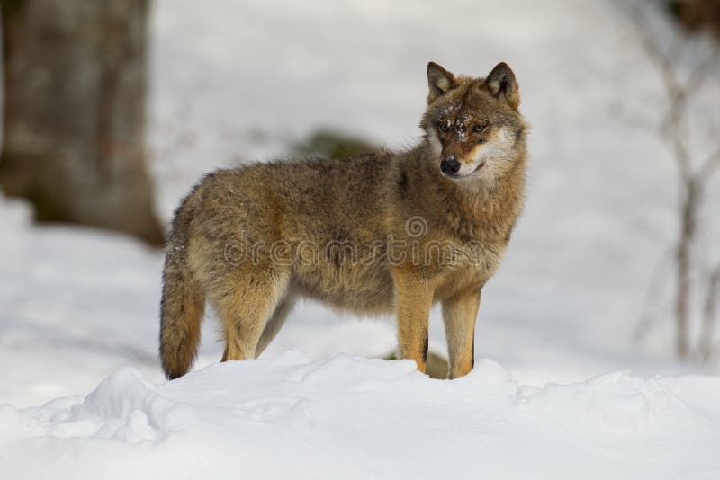Grauer Wolf auf einem Ausblick Grauer Wolf auf einem Ausblick