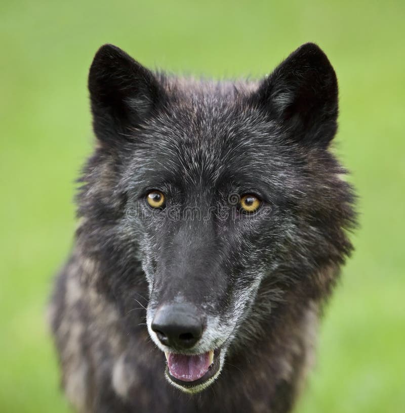 Grauer Wolf Canis Lupis lizenzfreie stockfotos Grauer Wolf Canis Lupis lizenzfreie stockfotos
