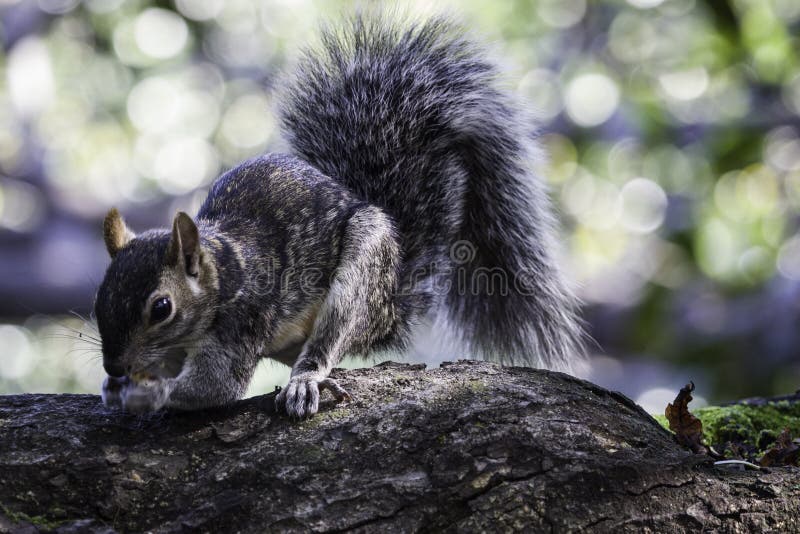 Graues Eichhörnchen, das Nüsse auf einer großen Niederlassung sammelt lizenzfreies stockfoto Graues Eichhörnchen, das Nüsse auf einer großen Niederlassung sammelt lizenzfreies stockfoto