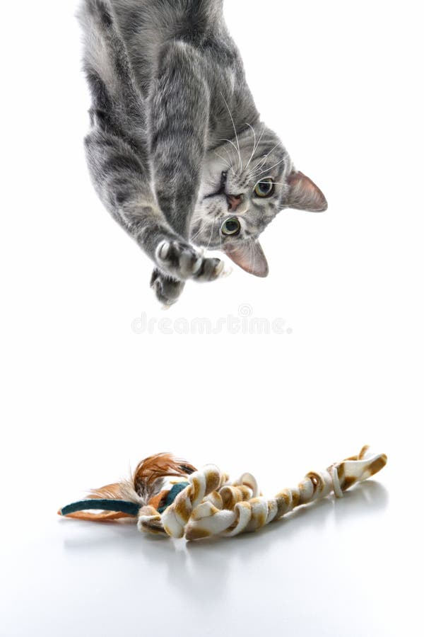 Graues gestreiftes Katzespielen gedreht. stockbilder