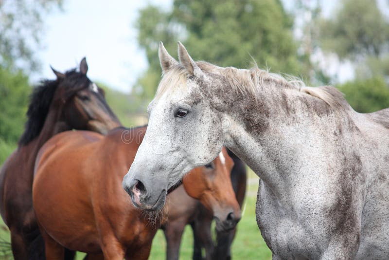 Gray latvian breed horse portrait at the grazing. Gray latvian breed horse portrait at the grazing