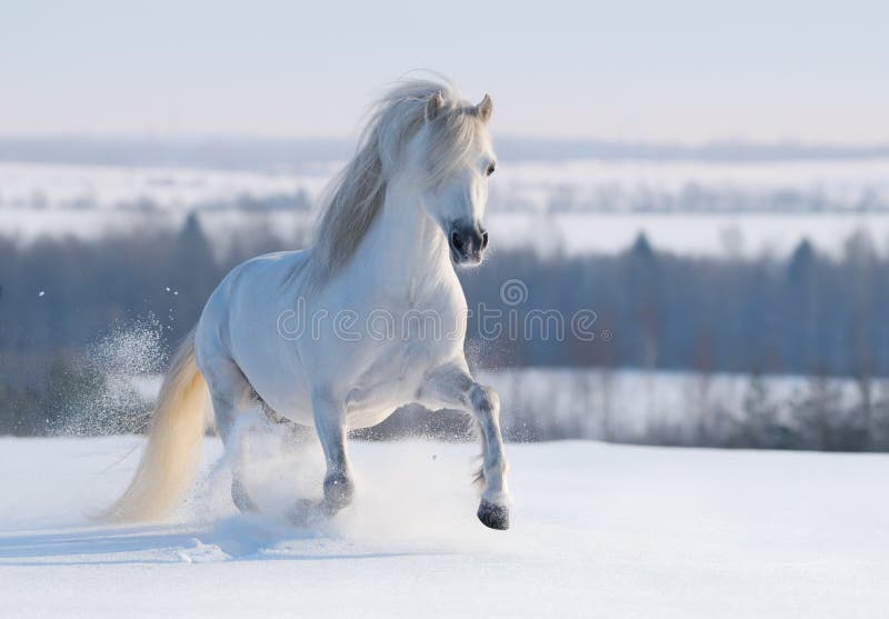 Gray Welsh pony galloping on snow hill. Gray Welsh pony galloping on snow hill