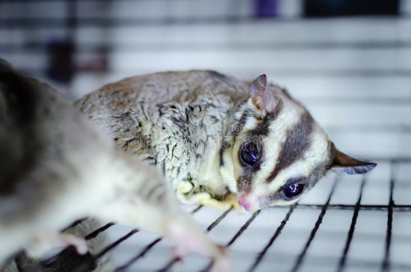 Graues Zuckersegelflugzeug Petaurus breviceps baumartiges gleitenes Opossum Exotische Tiere in der menschlichen Umwelt lizenzfreie stockfotos Graues Zuckersegelflugzeug Petaurus breviceps baumartiges gleitenes Opossum Exotische Tiere in der menschlichen Umwelt lizenzfreie stockfotos