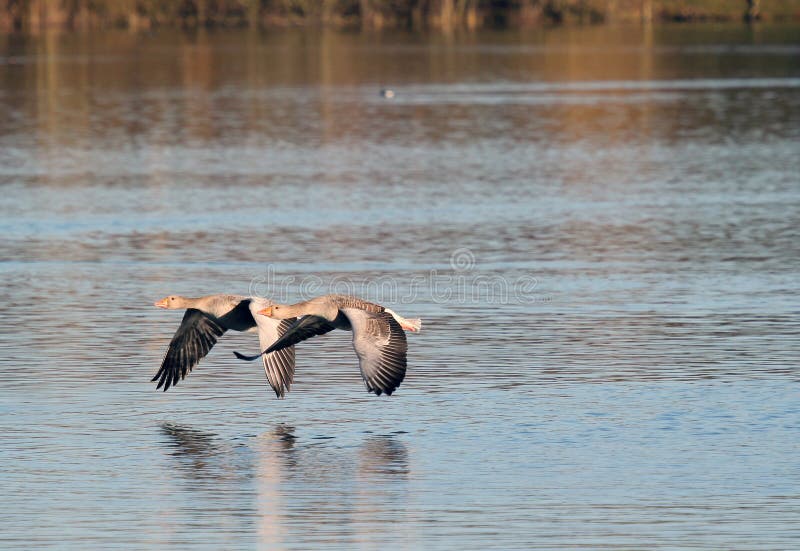 Graugans- oder graylaggänse, die das Wasser gleiten. stockbilder Graugans- oder graylaggänse, die das Wasser gleiten. stockbilder