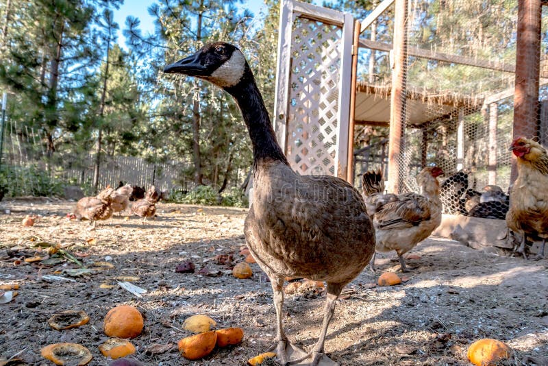 Graukanadische Gans auf einem Bauernhof stockbild
