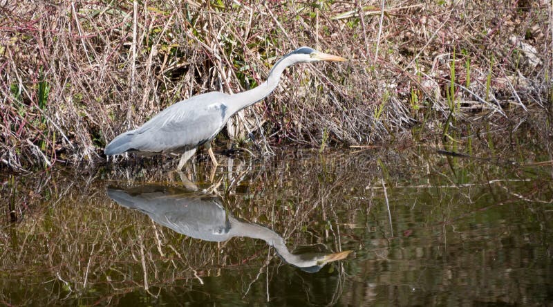 Graureiher Auf Der Jagd am Ufer Eines Teiches . Stockfoto Bild von