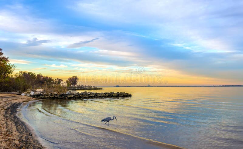 Graureiher auf einem Chesapeake Bay-Strand bei Sonnenuntergang