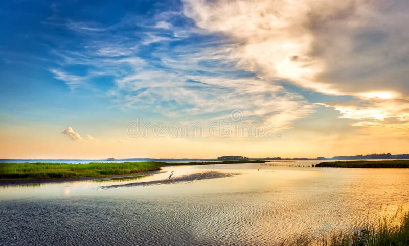 Graureiher, der einen goldenen Chesapeake Bay-Sonnenuntergang genießt