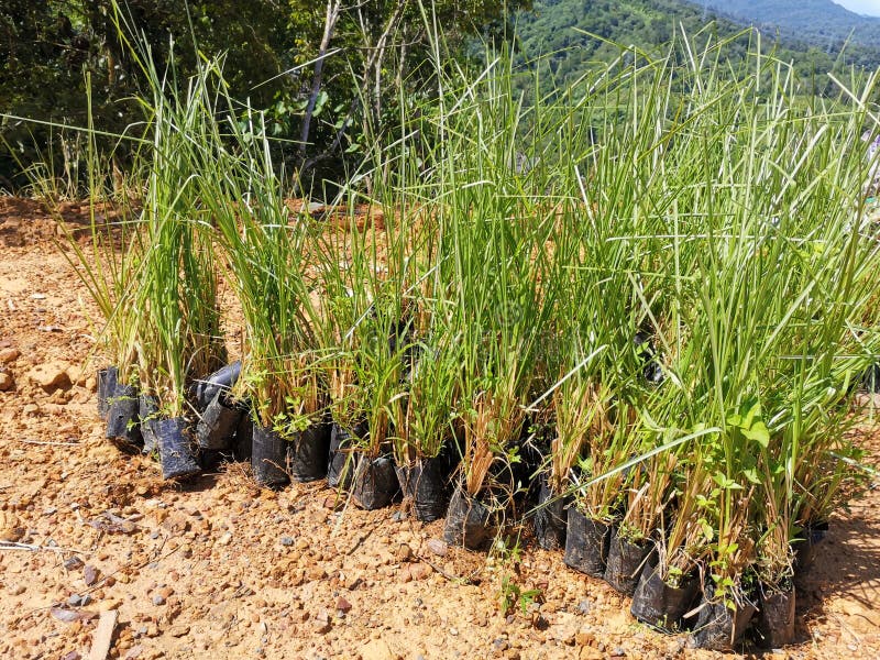 Fresh, young and greenish vetiver grasses ready to plant on the mountain hill to avoid erosion in Penampang, Sabah. Malaysia. Borneo. Fresh, young and greenish vetiver grasses ready to plant on the mountain hill to avoid erosion in Penampang, Sabah. Malaysia. Borneo.