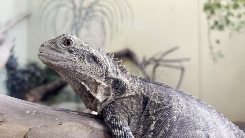 Grauvaran sitzt auf einem Baumzweig. schließen