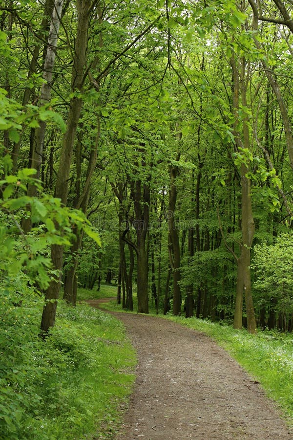 Gravel path in the hardwood stock photos Gravel path in the hardwood stock photos