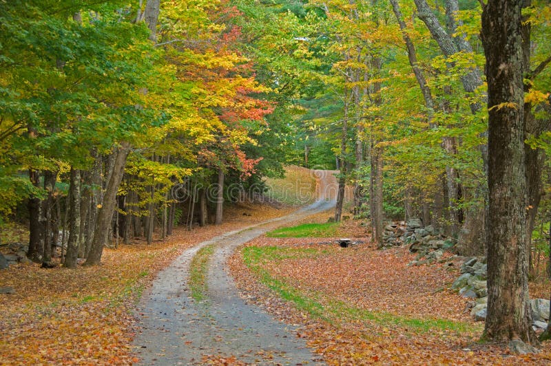 Gravel road through autumn woods