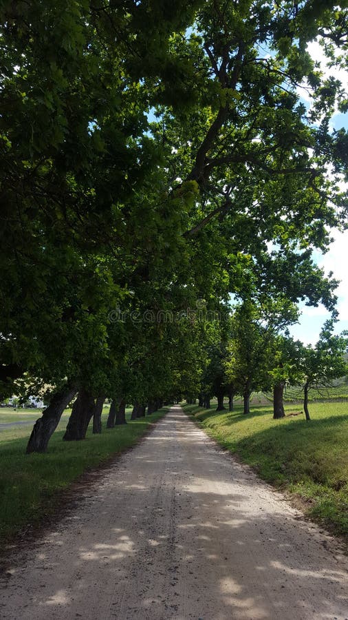 Gravel Road Under Oak Trees Stock Image Image of gravel, distance