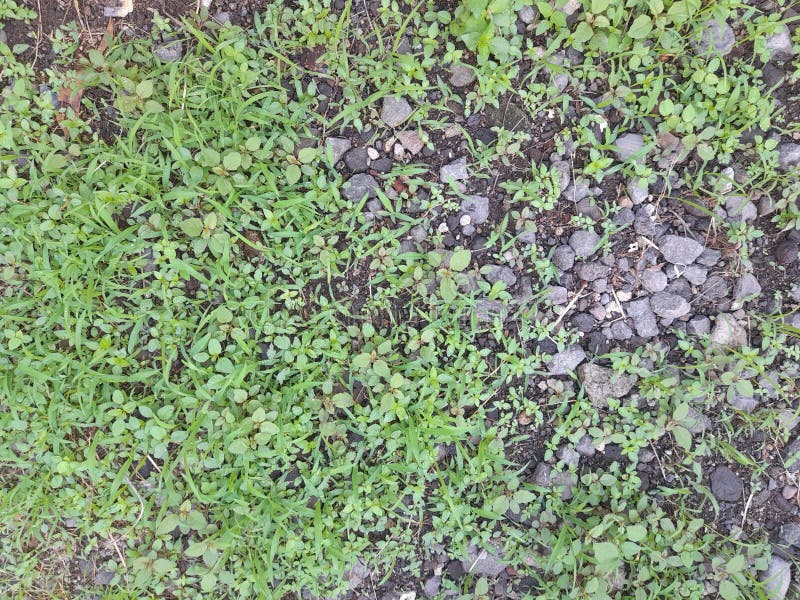 Gravel Soil Surface and Some Small Plants Stock Photo Image of soil