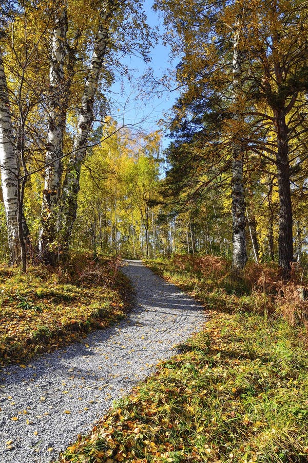 Gravel Winding Path Through The Autumn Colorful Forest On Hill Stock