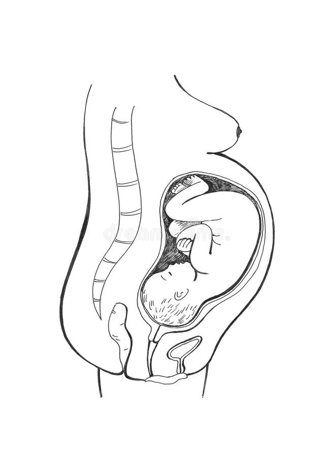Scheme arrangement of a child in the belly. Scheme arrangement of a child in the belly