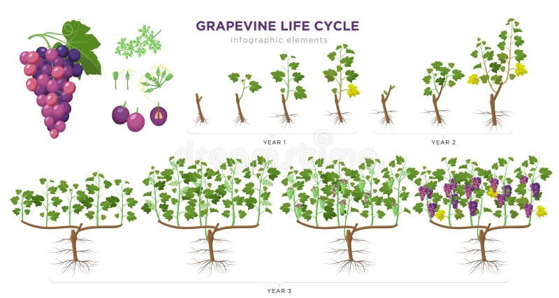 Gravinodlingsstadier - grafiska element i planritform Plantering av druvor 1-3 år från frön, groddar vektor illustrationer