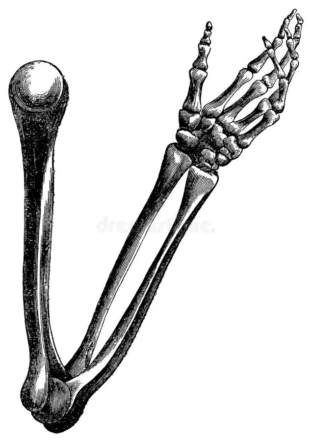 Gravura do vintage dos ossos de braço no branco