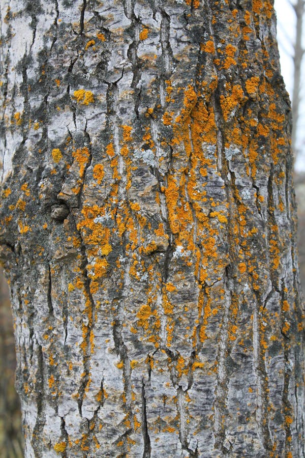 Gravura a água-forte do musgo em um álamo preto de Manitoba fotografia de stock Gravura a água-forte do musgo em um álamo preto de Manitoba fotografia de stock